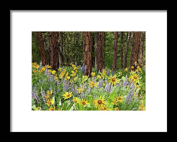 Arrowleaf Balsamroot Framed Print featuring the photograph Balsamroot and Lupine in a Ponderosa Pine Forest by Jeff Goulden