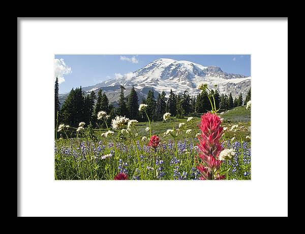 Attractions Framed Print featuring the photograph Wildflowers In Mount Rainier National by Dan Sherwood