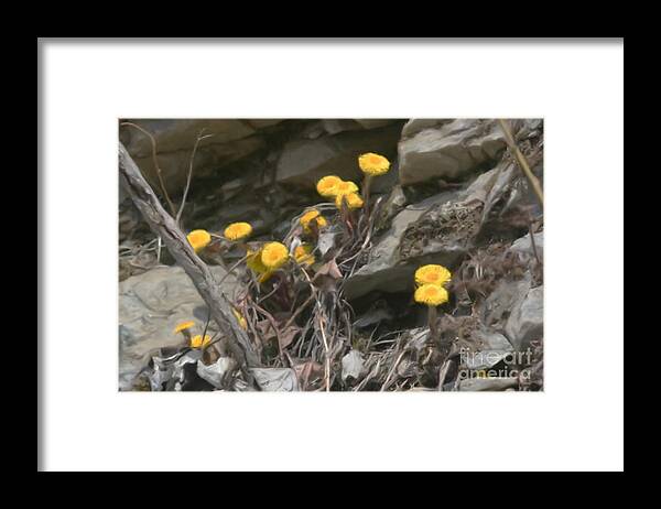 Flower Framed Print featuring the painting Wildflowers In Rocks by Smilin Eyes Treasures