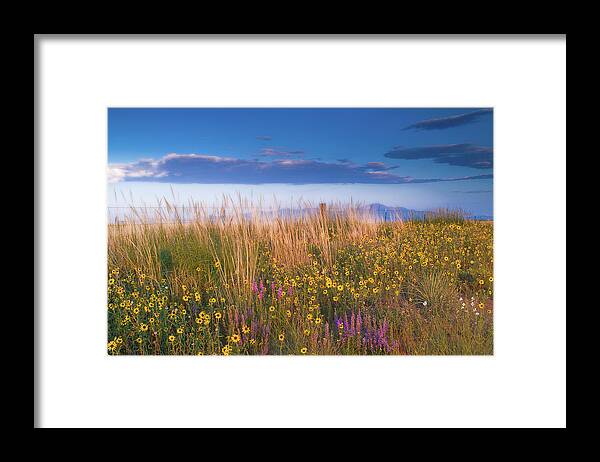 Wildflowers Photographs Framed Print featuring the photograph Wildflowers by Tim Reaves