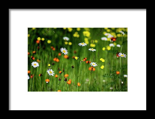  Framed Print featuring the photograph Wildflowers2 by Dan Hefle