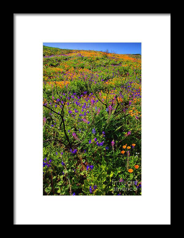 California Framed Print featuring the photograph Wildflowerscape by Greg Clure