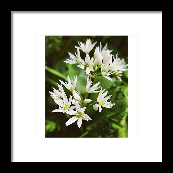 Flower Framed Print featuring the photograph #wildgarlic #flower #woodland #walks by Natalie Anne