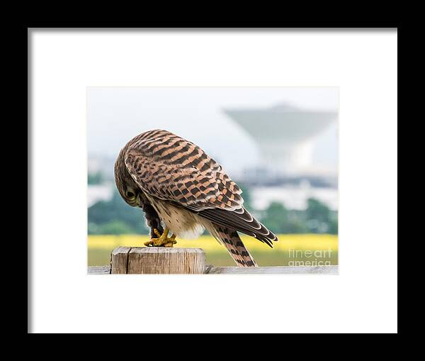 Wildlife In The City Framed Print featuring the photograph Wildlife in the City by Torbjorn Swenelius