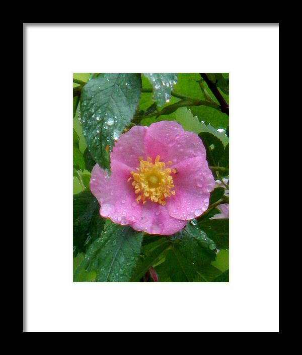 Spring Framed Print featuring the photograph Wild's Pink Rose by Wild Thing