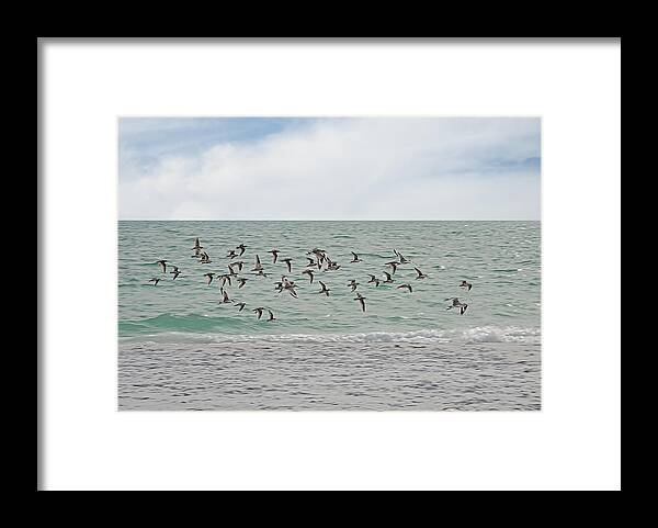 Willets Framed Print featuring the photograph Willet Fly By by Gordon Ripley