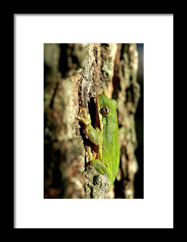Toad Framed Print featuring the photograph Willing Subject by DArcy Evans