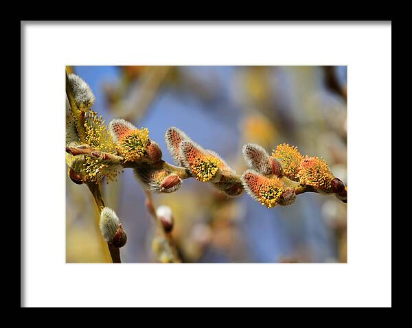 Pussy Willow Framed Print featuring the photograph Willow Buds by Donna Kennedy