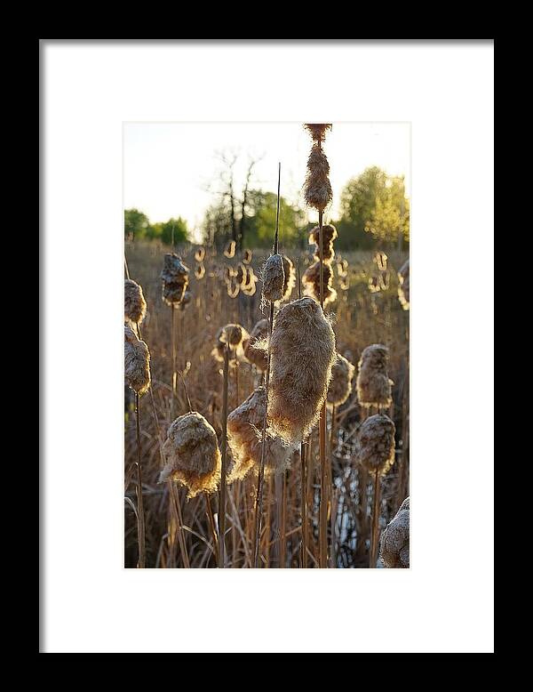 Canadian Landscape Photographer Framed Print featuring the photograph Willows No.2 by Desmond Raymond