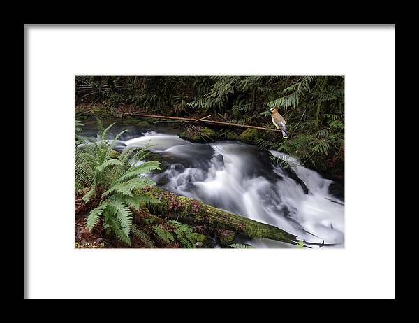 Nature Framed Print featuring the photograph Wilson Creek #18 with added Cedar Waxwing by Ben Upham III