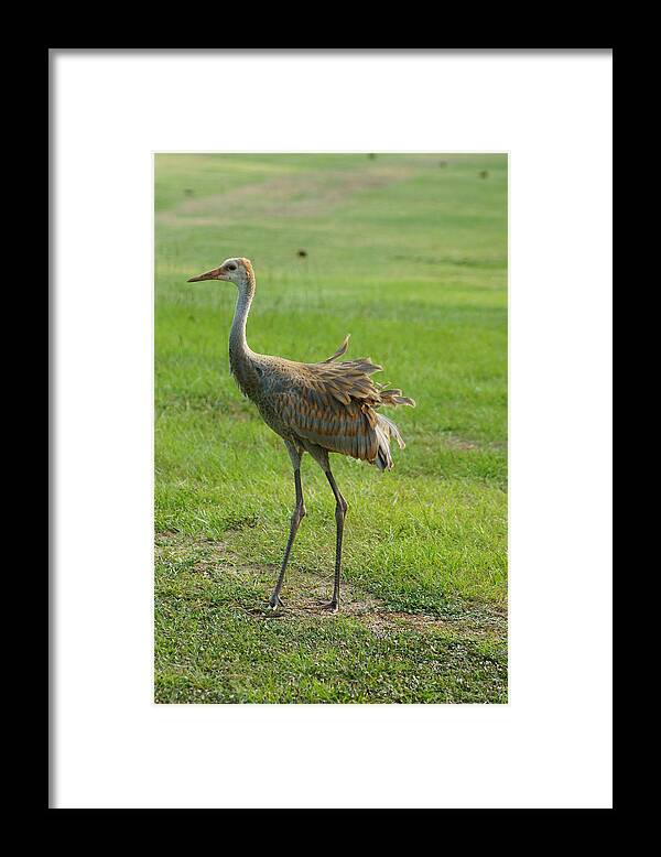 Sandhill Crane Framed Print featuring the photograph Wind At My Back by Lynda Dawson-Youngclaus