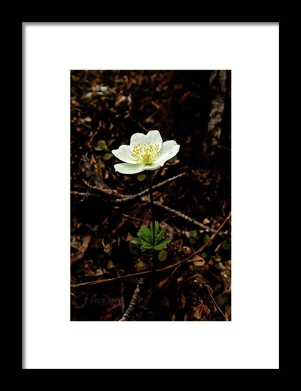 Flower Framed Print featuring the photograph Wind Flower by Fred Denner