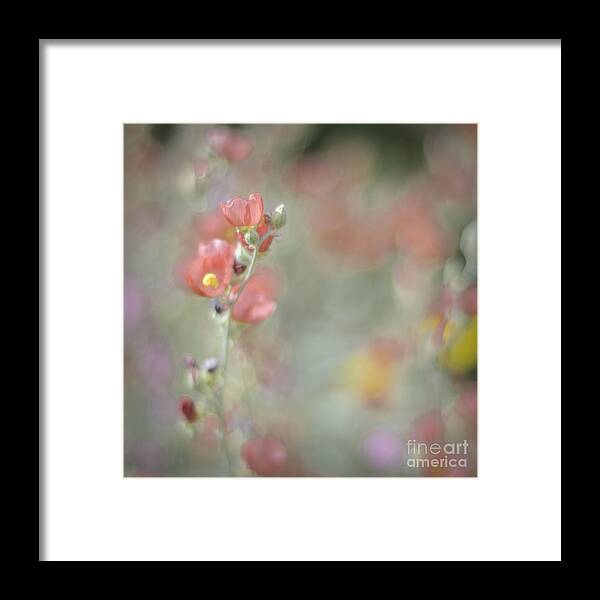 Wildflowers Framed Print featuring the photograph Globemallow Impressionism by Tamara Becker