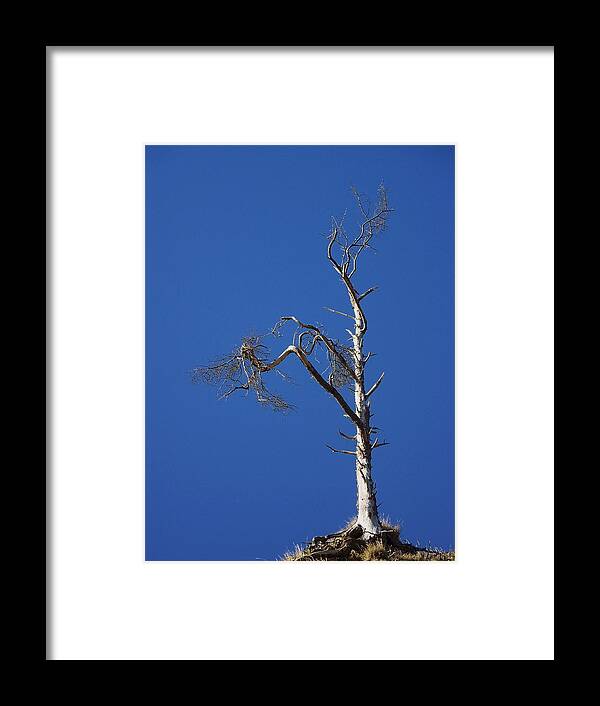 Weathered Tree Framed Print featuring the photograph Wind Warrior by Julie Rauscher