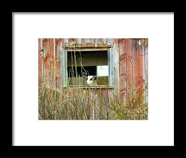 Goat Framed Print featuring the photograph Windows App by Donald C Morgan