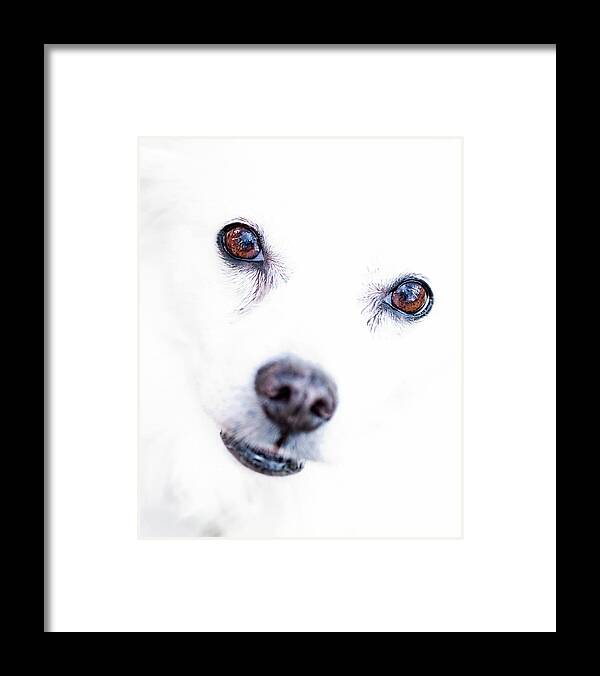 American Eskimo Dog Framed Print featuring the photograph Windows To The Soul by Lara Ellis