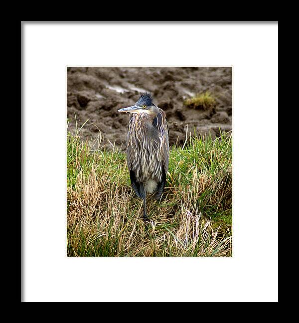 Heron Framed Print featuring the photograph Windswept heron by Jerry Cahill