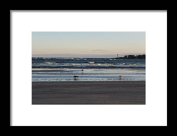 Wingaersheek Framed Print featuring the photograph Wingaersheek Beach Seagulls at Sunrise by Toby McGuire