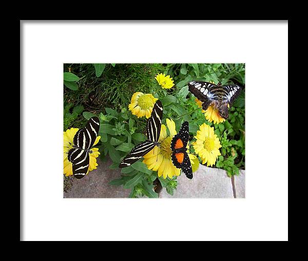 Nature Framed Print featuring the photograph Winged Beauties by Sandy Collier