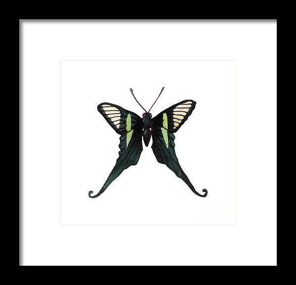 Winged Jewels Framed Print featuring the painting Winged Jewels 3, Watercolor Tropical Butterfly with Curled Wing Tips by Audrey Jeanne Roberts