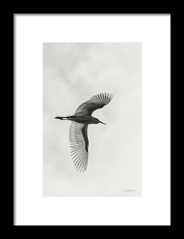 Egret Framed Print featuring the photograph Winging by Bill Roberts