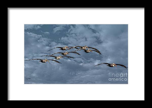 Birds Framed Print featuring the photograph Wings In Formation by DB Hayes