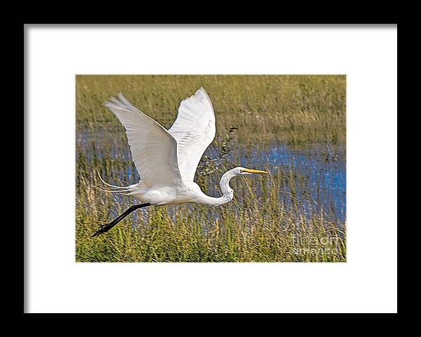 Birds In Flight Framed Print featuring the photograph Wings by Judy Kay