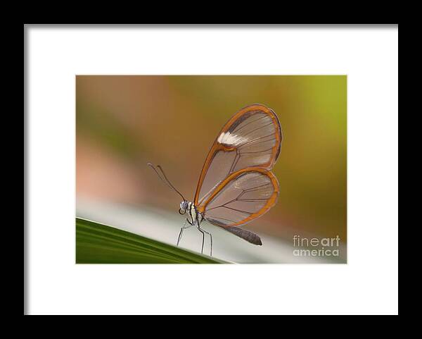 Greta Oto Framed Print featuring the photograph Wings like windows by Ruth Jolly