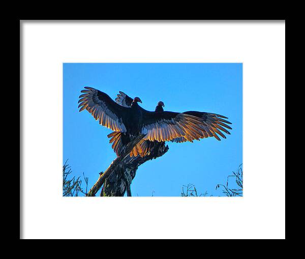Orcinusfotograffy Framed Print featuring the photograph Wings Of Gold by Kimo Fernandez