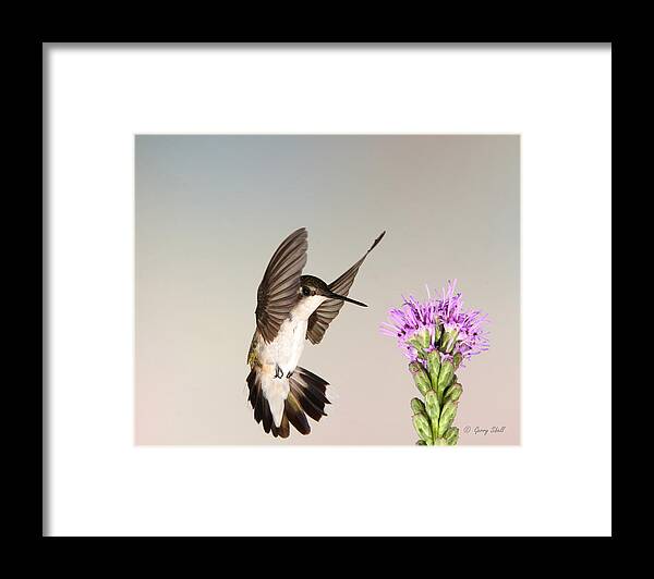 Birds Framed Print featuring the photograph Wings Up by Gerry Sibell