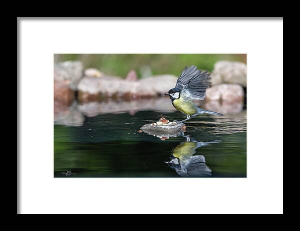 Wings Up Framed Print featuring the photograph Wings up by Torbjorn Swenelius