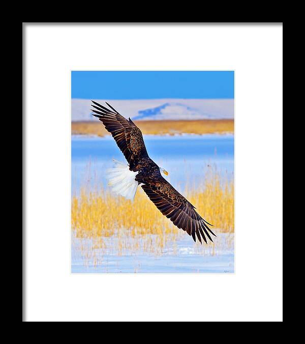 Bald Eagle Framed Print featuring the photograph Wingspan by Greg Norrell