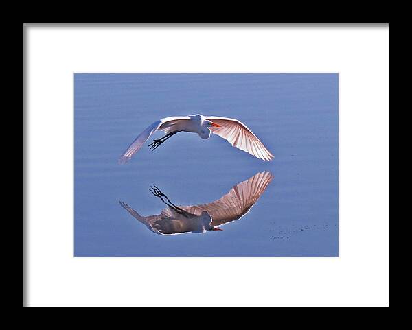 Wildlife Framed Print featuring the photograph Wingtips by T Guy Spencer