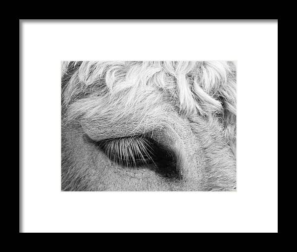Equine Framed Print featuring the photograph Winking At Ya' by Jan Gelders