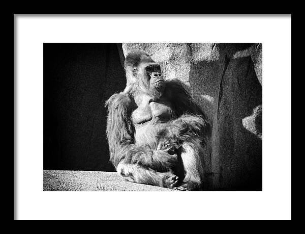Silverback Gorilla Framed Print featuring the photograph Winston by Lawrence Knutsson