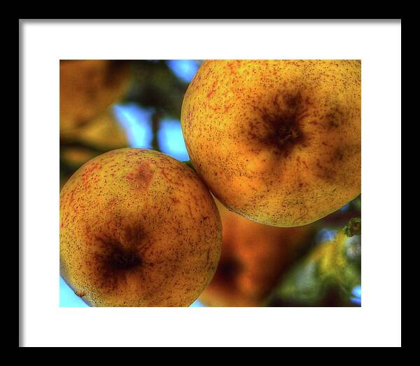 Willamette Framed Print featuring the photograph Winter Apples 2 by Jerry Sodorff