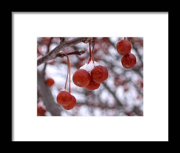 Winter Framed Print featuring the photograph Winter Berries by Laura Kinker