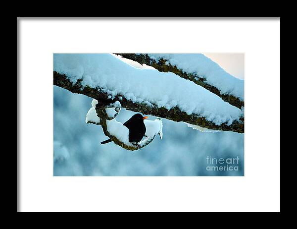 Winter Bird In Snow Framed Print featuring the photograph Winter Bird in Snow - Winter in Switzerland by Susanne Van Hulst