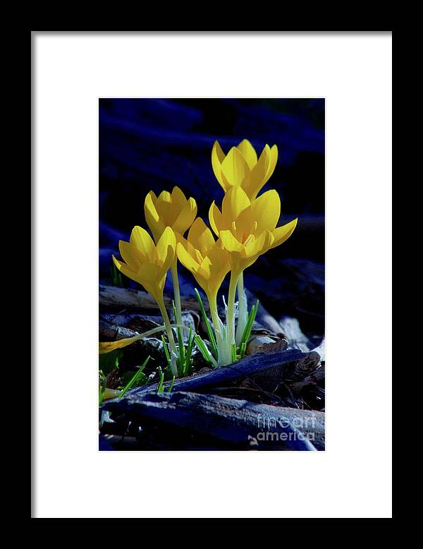 Photography Framed Print featuring the photograph Winter Bloom by Sean Griffin