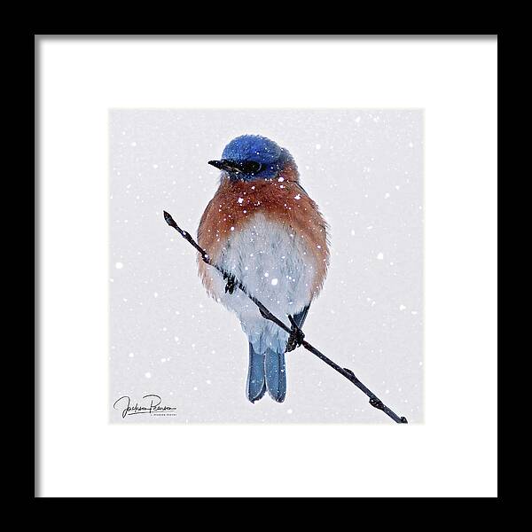 Bluebird Framed Print featuring the photograph Winter Bluebird by Jackson Pearson
