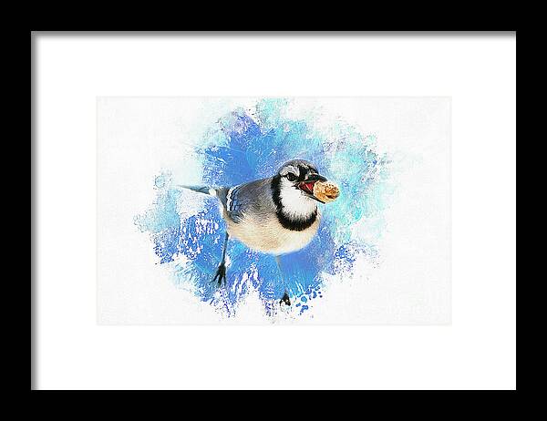 Bird Framed Print featuring the photograph Winter BlueJay by Darren Fisher