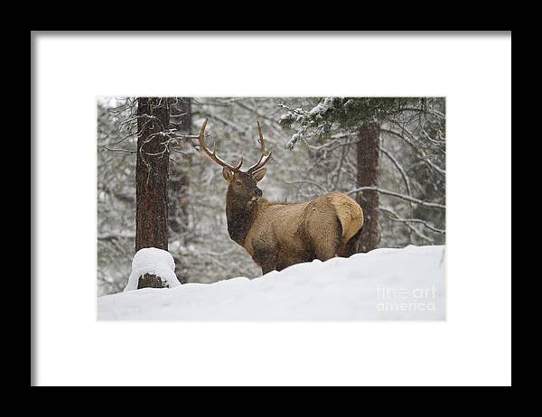 Winter Framed Print featuring the photograph Winter Bull by Douglas Kikendall
