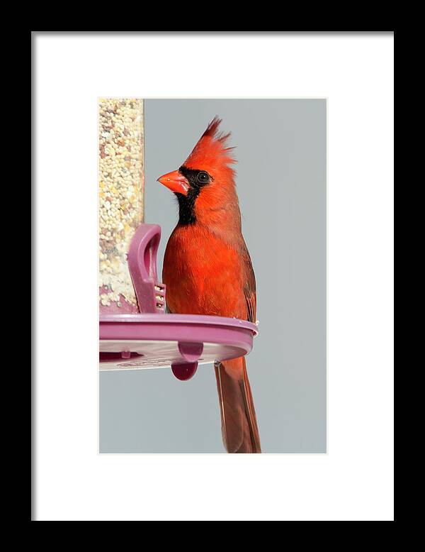 Cardinal Framed Print featuring the photograph Winter Cardinal 11 by David Stasiak