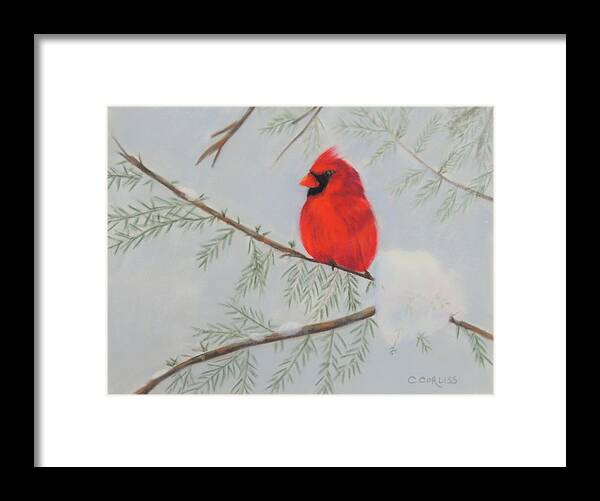 Bird Framed Print featuring the pastel Winter Cardinal by Carol Corliss