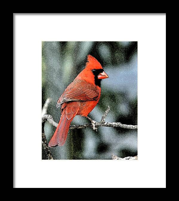 Cardinal Framed Print featuring the digital art Winter Cardinal by Debra Wilkinson