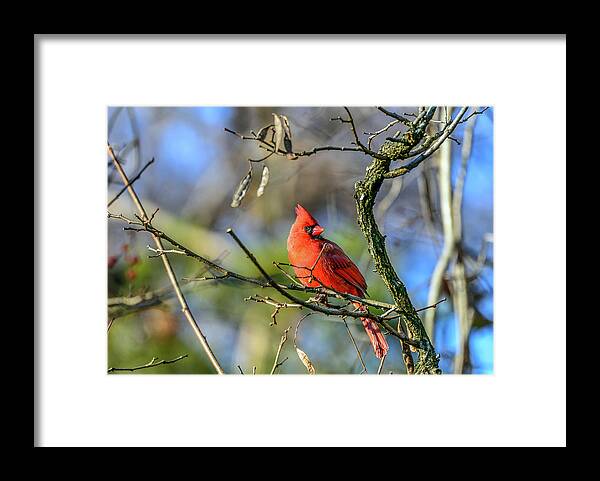 Animals Framed Print featuring the photograph Winter Cardinal by Patrick Wolf