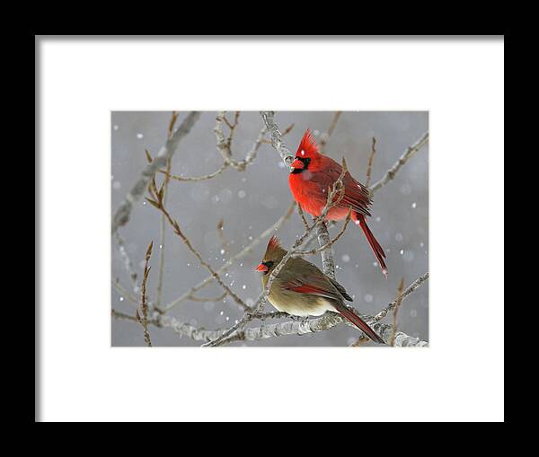 Cardinal Framed Print featuring the photograph Winter Cardinals by Brook Burling
