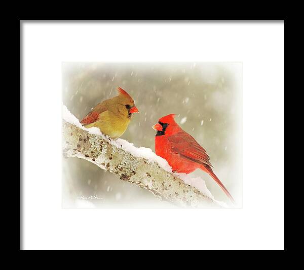 Birds Framed Print featuring the photograph Winter Cardinals by Harry Moulton