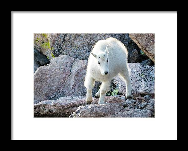 Mountain Goat Framed Print featuring the photograph Winter Coats #2 by Mindy Musick King