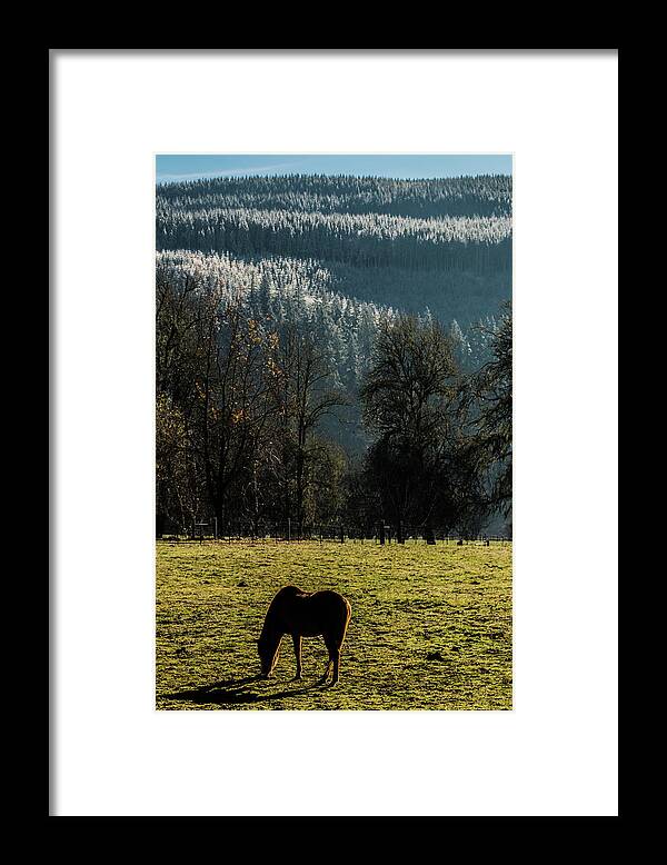 Horse Framed Print featuring the photograph Winter Coming Down by Laddie Halupa